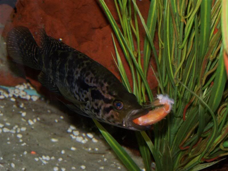 stevesfish776Medium.jpg