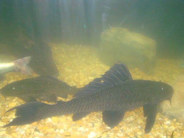 plec7.jpg