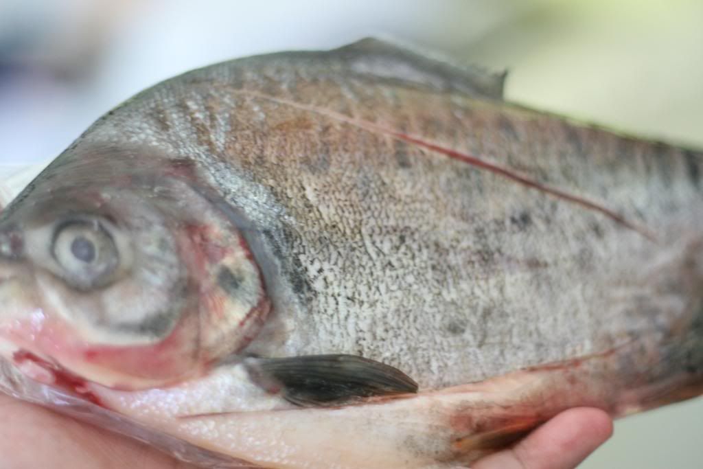 EKandPacu008.jpg