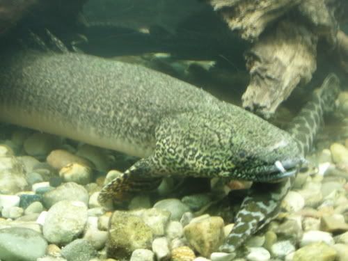 ORNATEBICHER3.jpg