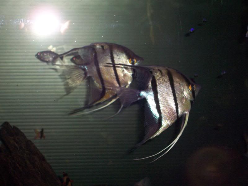 100_6031.jpg