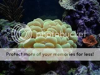 bubble.jpg