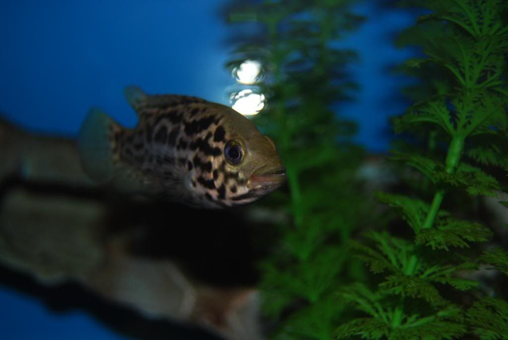 DSC_0017.jpg