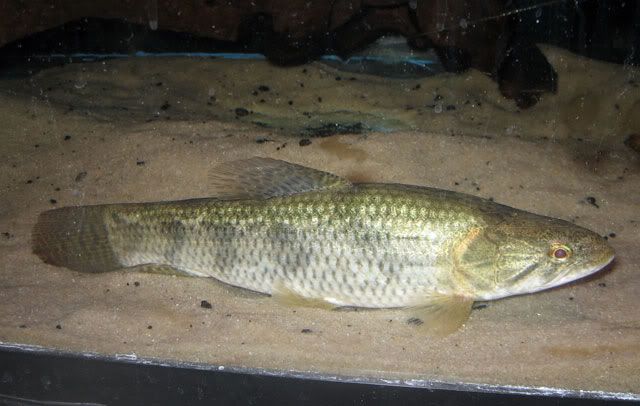 Hoplias10inch2.jpg