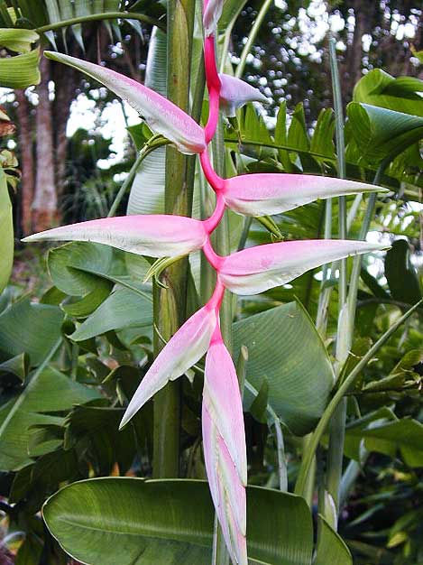 149-heliconia-sexy-pink.jpg