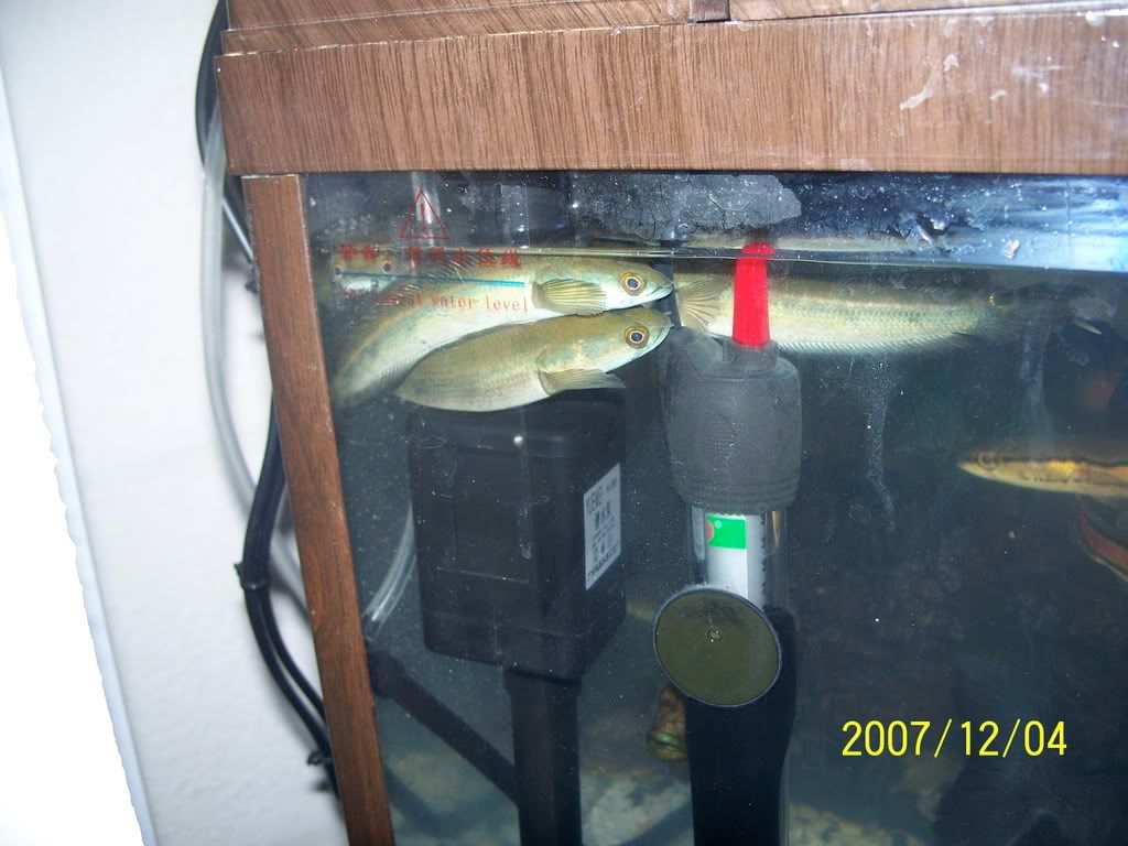 Jsnakehead-1.jpg