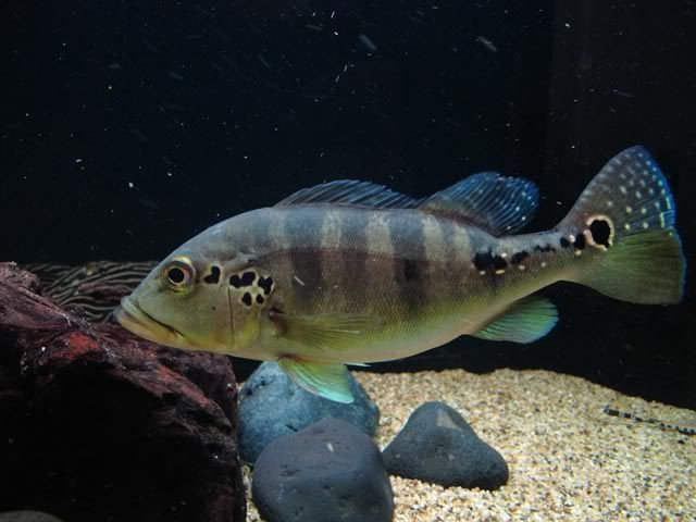 Azulbig.jpg