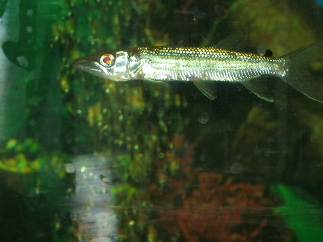 Africanpike01.jpg