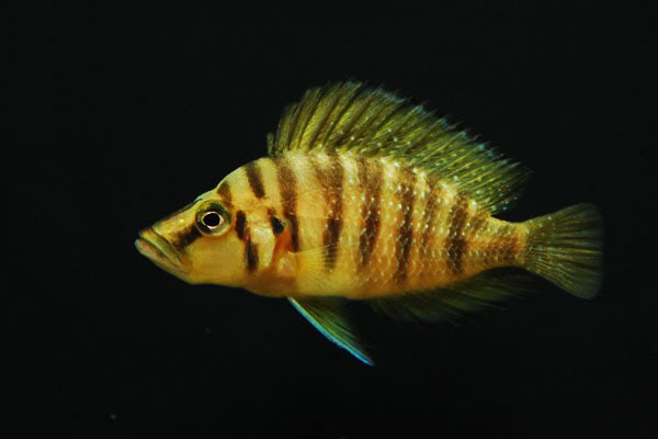 altolamprologus-compressiceps-gold1.jpg