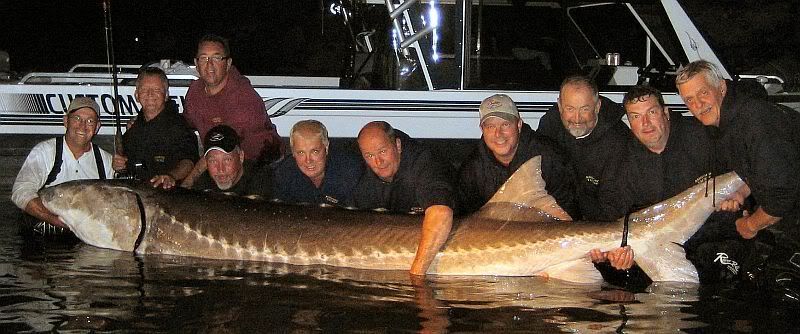 sturgeon.jpg