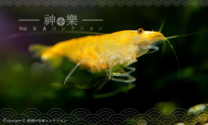 14_Jun_2016_Neocaridina006_zpszwjgi8as.jpg