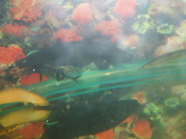 DSCF2392.jpg