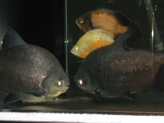 pacu3-03-1.jpg