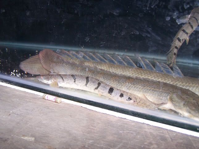 c9457251.jpg