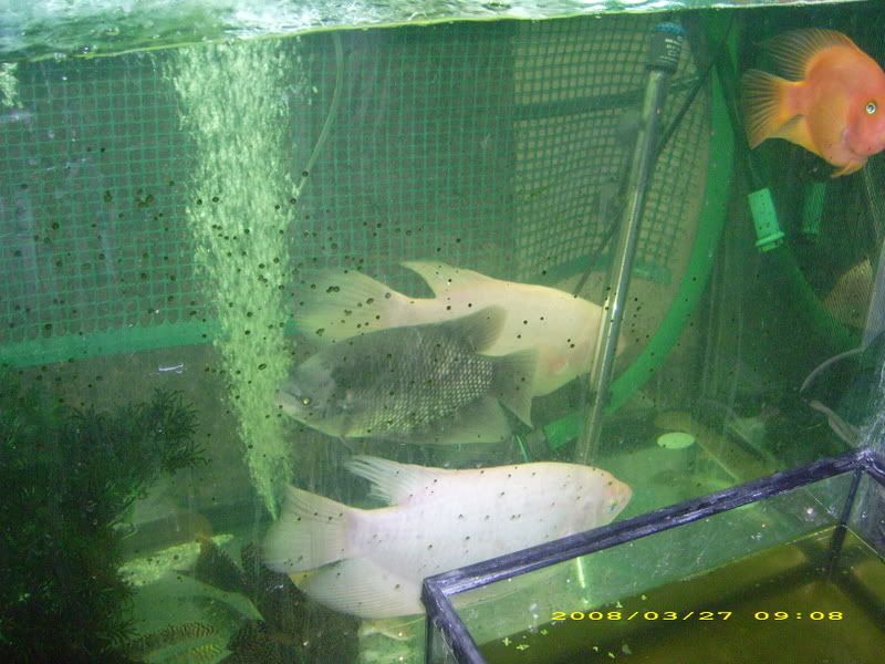 AQURIOS038.jpg