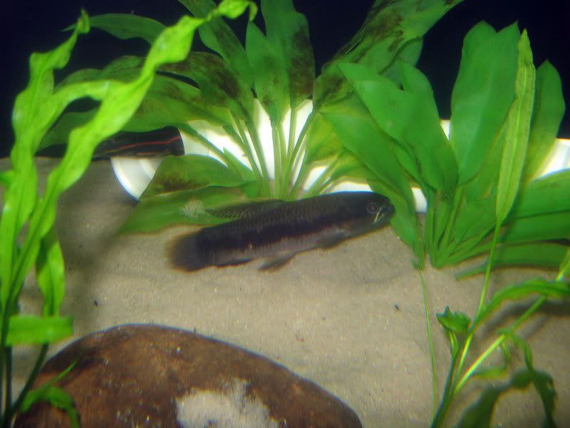 Red-Wolf-Fish-1.jpg