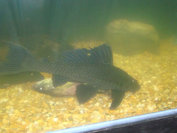 plec6.jpg