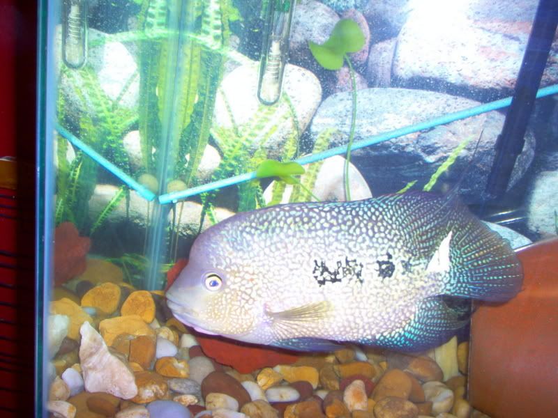 Fish012.jpg