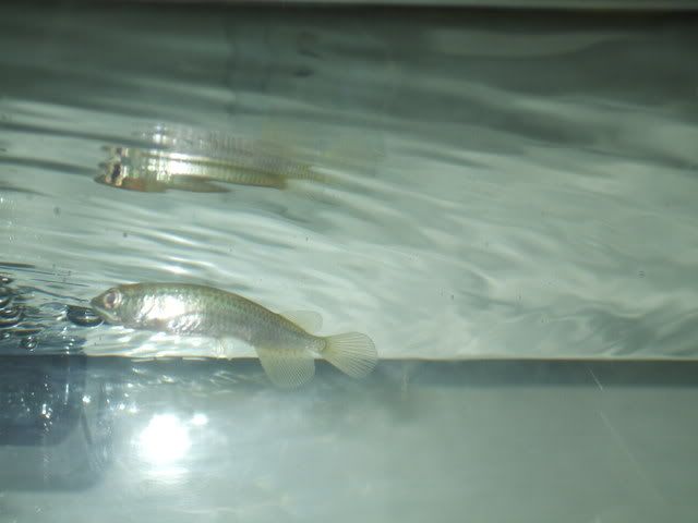 DSCF1274.jpg