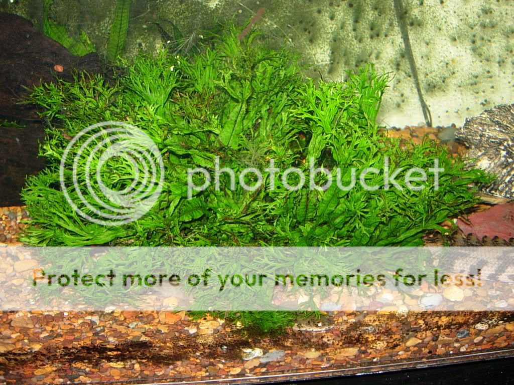 plants020.jpg