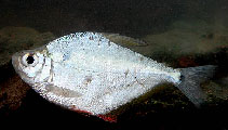 www.fishbase.de
