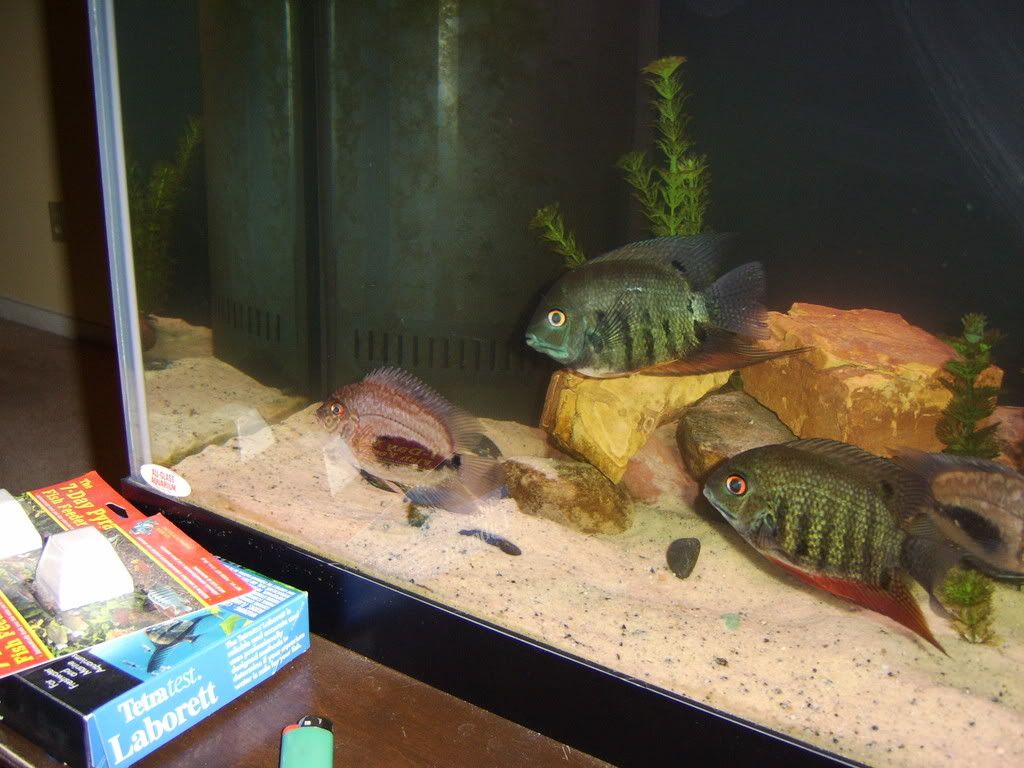 fish007.jpg