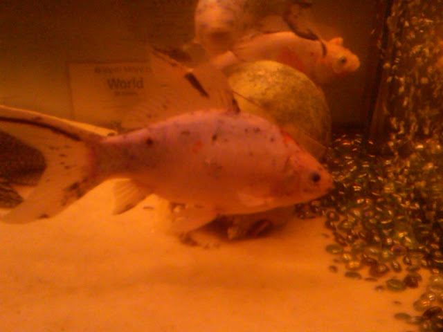 goldfish2.jpg