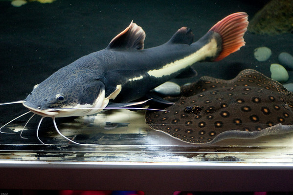 831427607_HZxx2-M.jpg