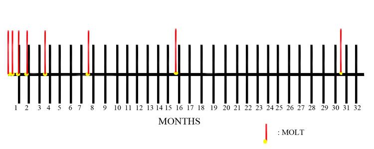 CrayfishMoltTimeline21611.jpg