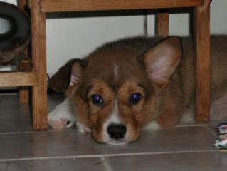 under-plant-stand-ears.jpg