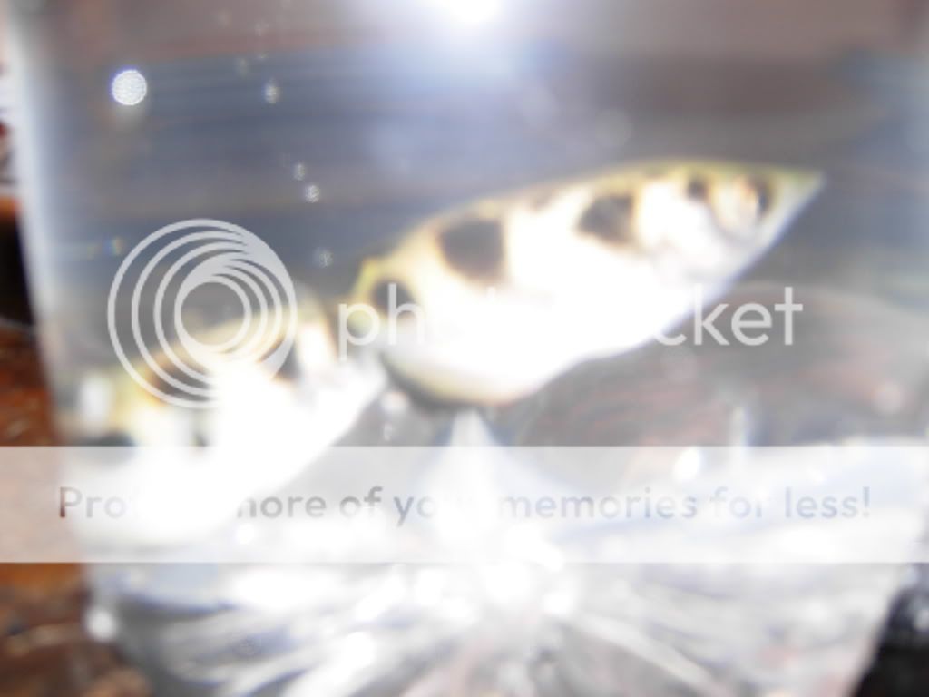archerfish008.jpg