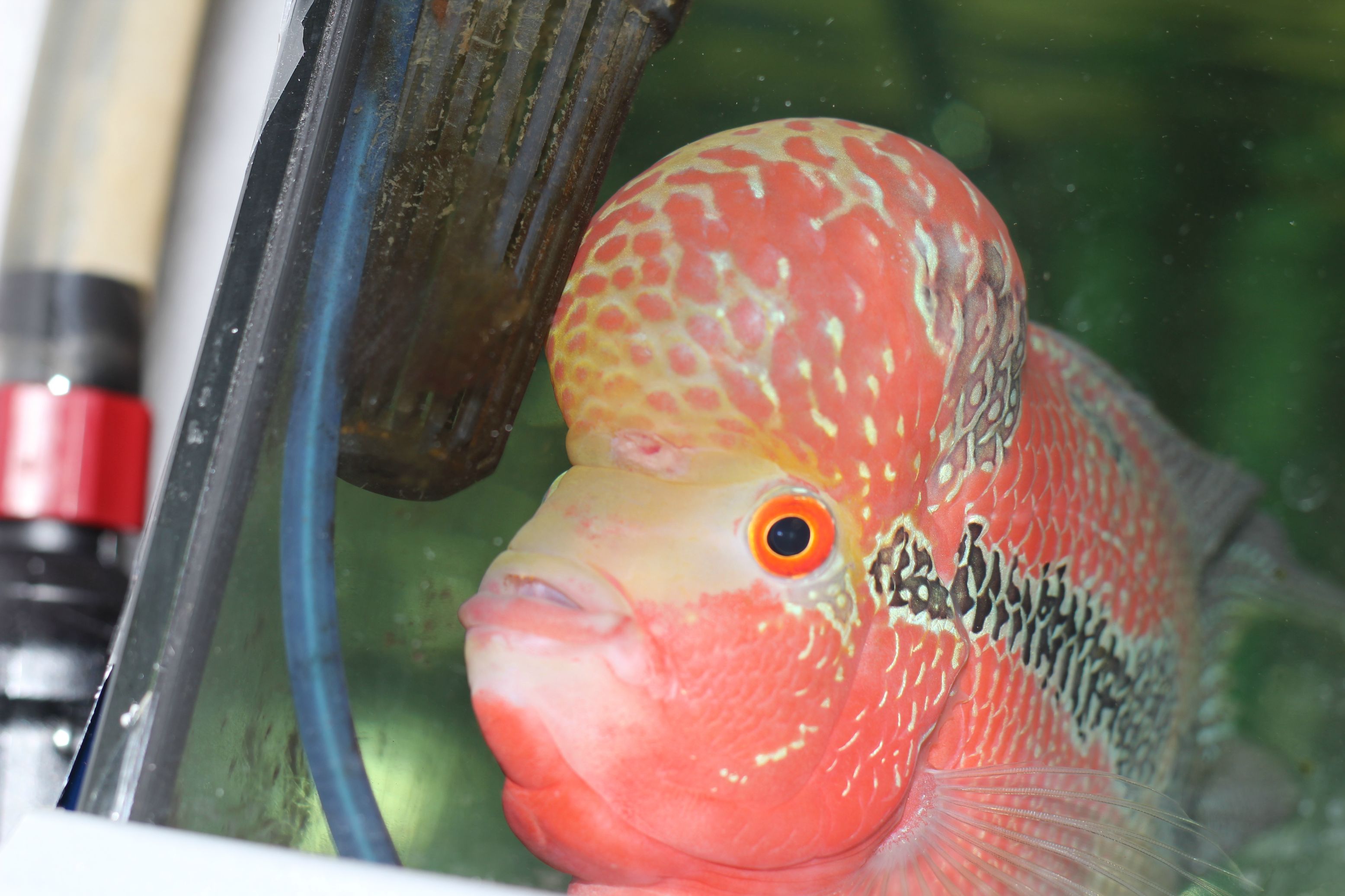 My flowerhorn probably have hexamita