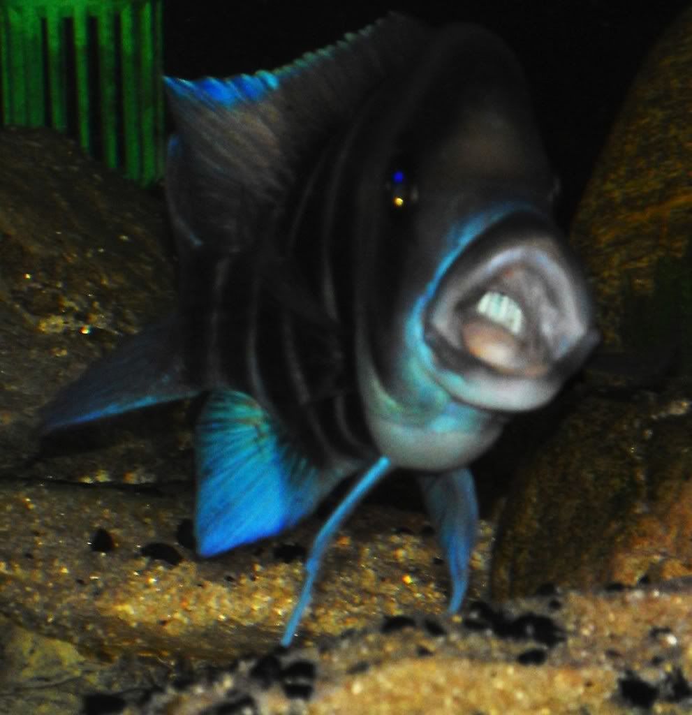 frontosaJune2009007.jpg