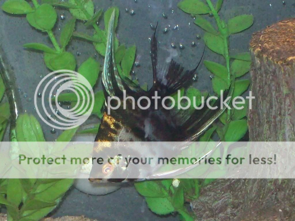 fish11-23-08004.jpg
