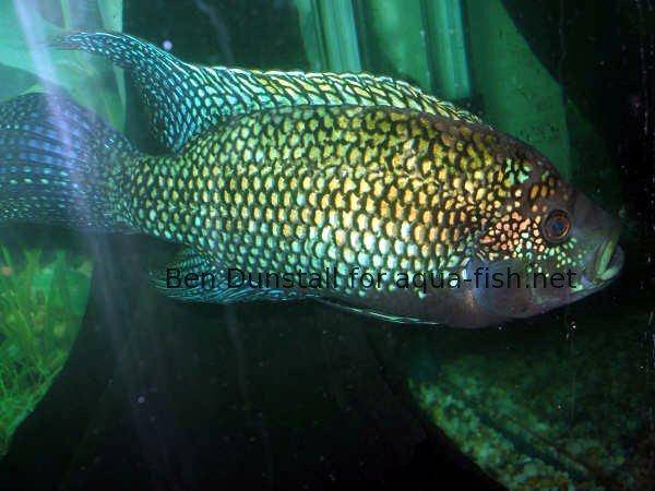 jack-dempsey-cichlid-3.jpg