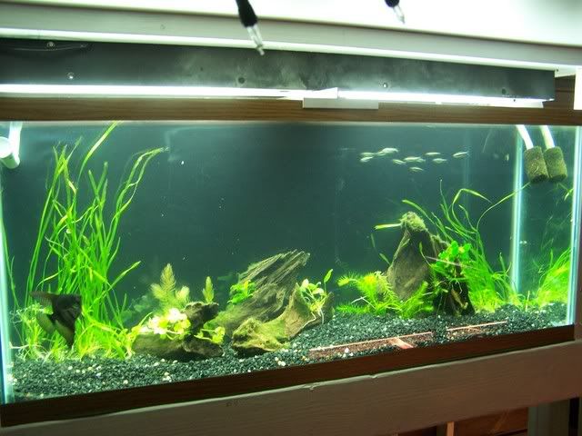 fishwall017.jpg
