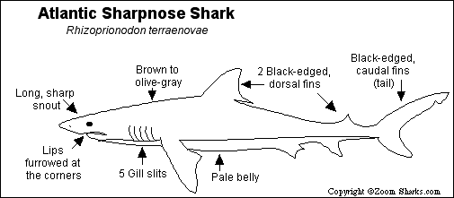 Sharpnose_bw.GIF