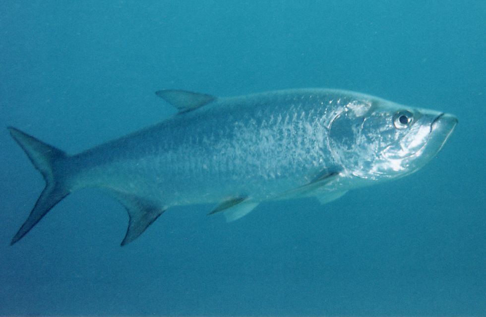 Tarpon.jpg