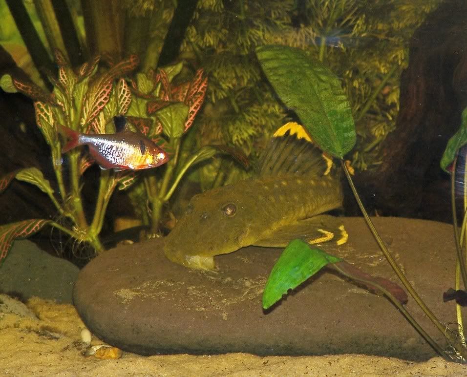 MangoPlec1.jpg