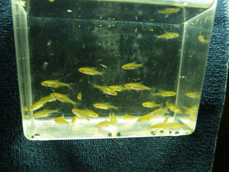 Sawbwaresplendens01.jpg