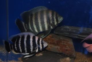DSC_0212.jpg