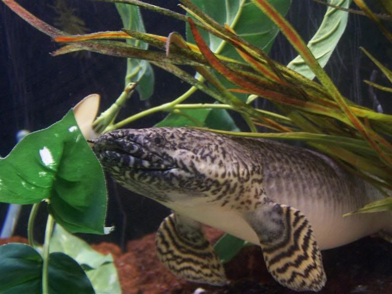 polypterus1.jpg