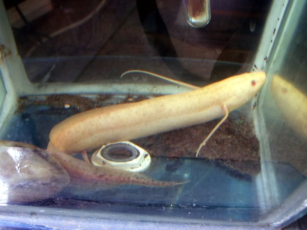 lunfish21.jpg