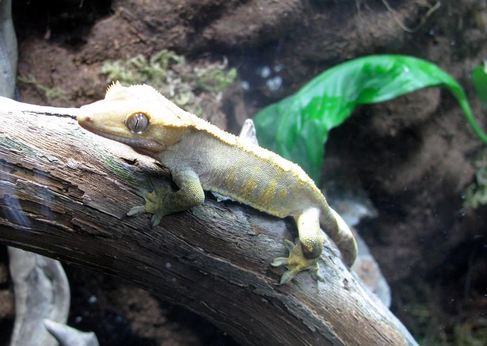 CrestedGecko2.jpg