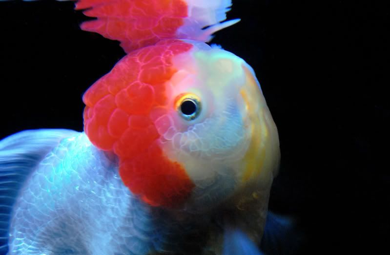thaiOranda.jpg