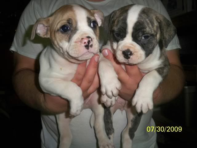 puppies018.jpg