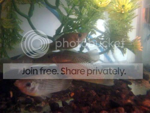 mysteryfish.jpg