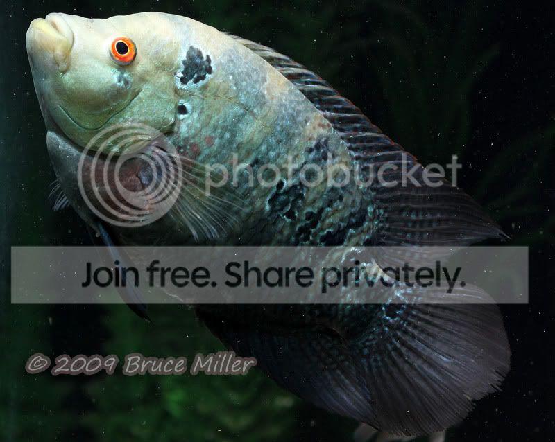 aaIMG_0772.jpg