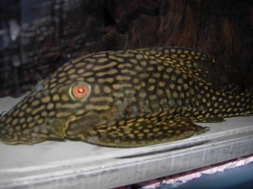 newplecos021.jpg