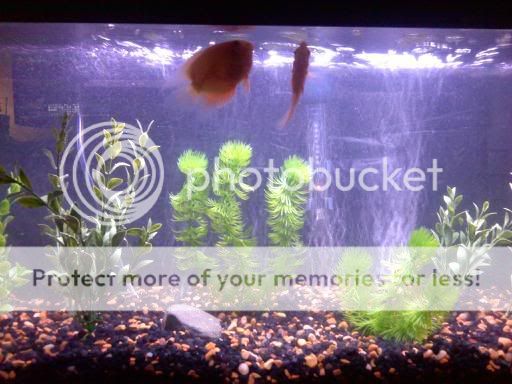 severums.jpg